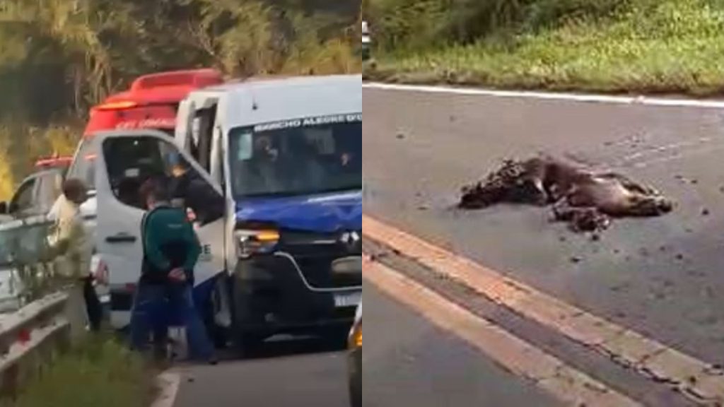 Javali causa engavetamento com três veículos na rodovia PR-468