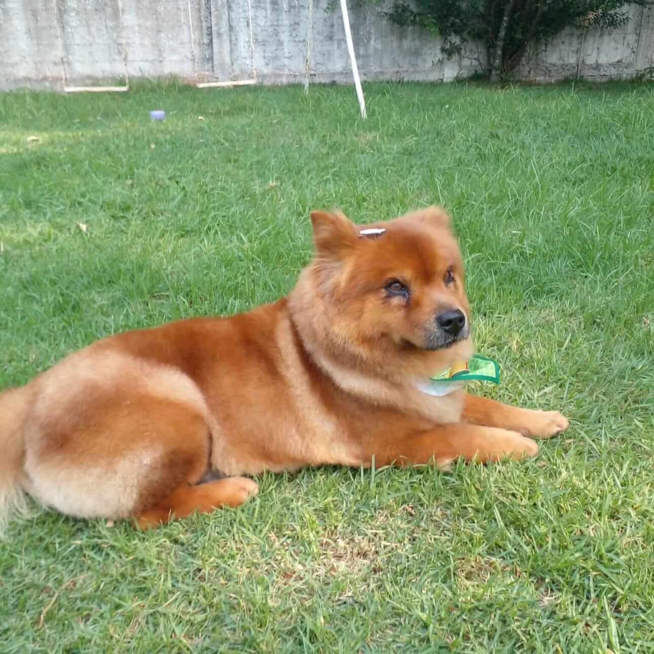 Cachorro Ted desapareceu no bairro Região do Lago