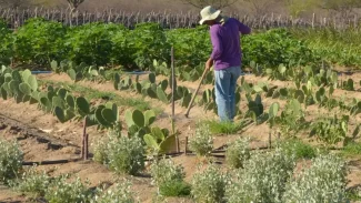 Estudo mostra ganhos necessários para vida digna em áreas do semiárido