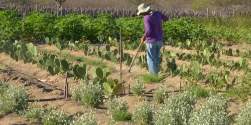 Estudo mostra ganhos necessários para vida digna em áreas do semiárido Imagem referente a Estudo mostra ganhos necessários para vida digna em áreas do semiárido