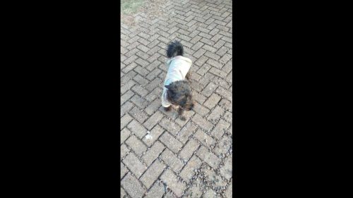 Cachorro é encontrado no bairro São Cristóvão Cachorro é encontrado no bairro São Cristóvão