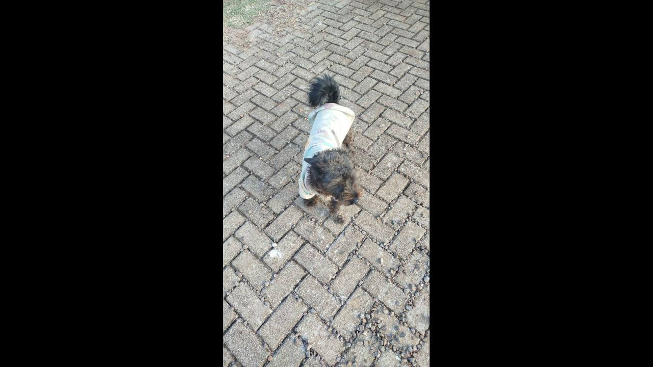 Cachorro é encontrado no bairro São Cristóvão