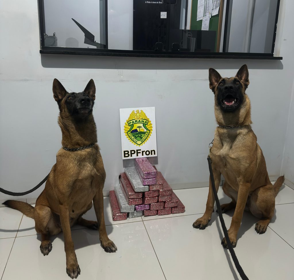 Homem é preso com 15 kg de maconha em ônibus interestadual em Realeza Homem é preso com 15 kg de maconha em ônibus interestadual em Realeza