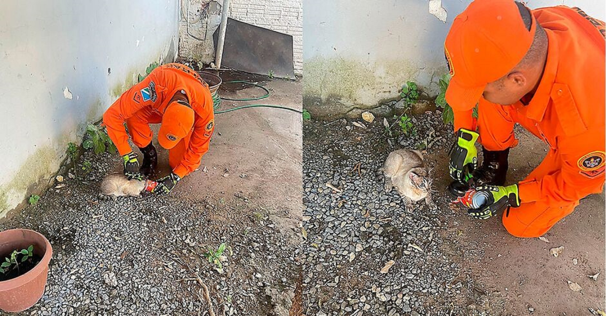 Gato com cabeça presa em lata de alumínio mobiliza Corpo de Bombeiros