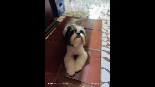 Cachorra Sofia desapareceu no bairro São Cristóvão Cachorra Sofia desapareceu no bairro São Cristóvão