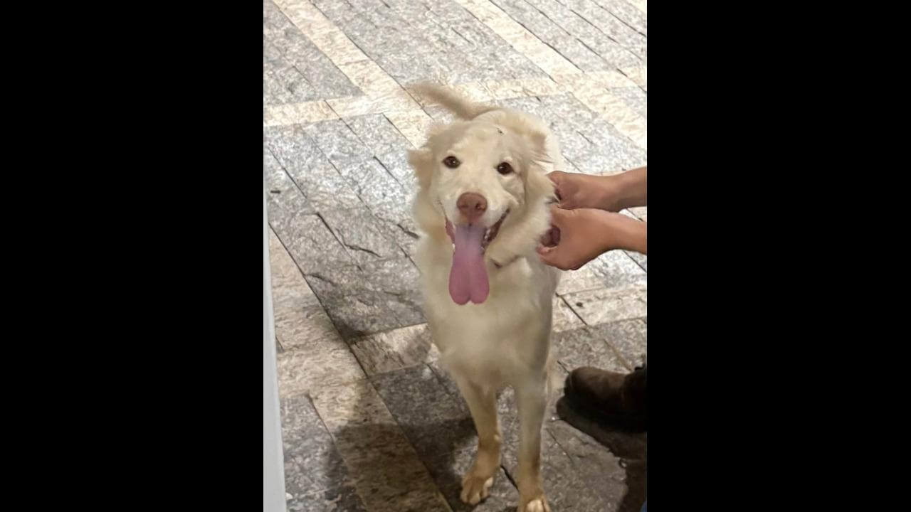 Cachorra é encontrada no bairro Parque São Paulo Cachorra é encontrada no bairro Parque São Paulo