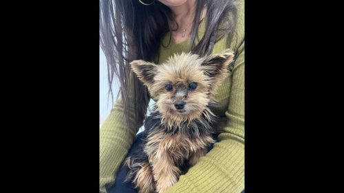 Cachorra é encontrada no bairro Ciro Nardi Cachorra é encontrada no bairro Ciro Nardi
