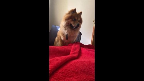 Cachorro é encontrado no bairro Cancelli Cachorro é encontrado no bairro Cancelli