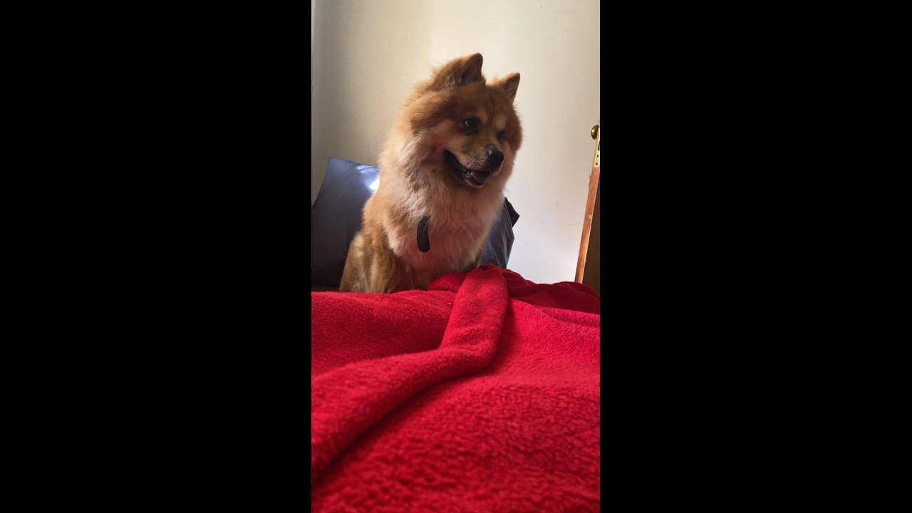 Cachorro é encontrado no bairro Cancelli