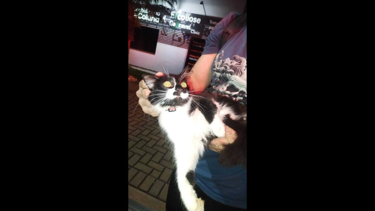 Gato é encontrado no bairro Coqueiral