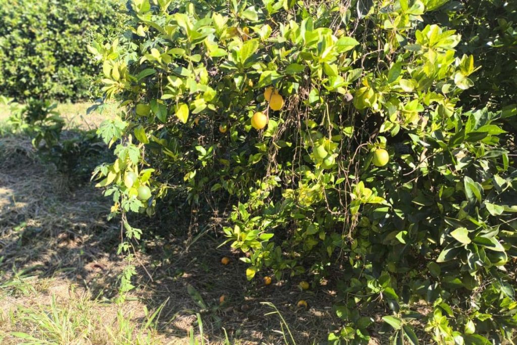 Estado reforça medidas de contenção após detecção de greening no Vale do Ribeira