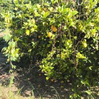 Imagem referente a Estado reforça medidas de contenção após detecção de greening no Vale do Ribeira
