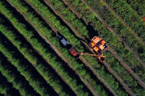 Imagem referente a Colheita de 713 mil sacas de café chega a 36% no Paraná; cultura alcança R$ 1,1 bilhão