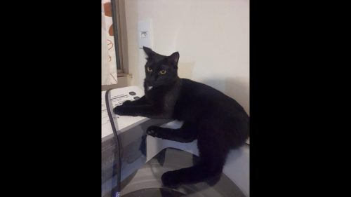 Gata Merida desapareceu no bairro Maria Luiza Gata Merida desapareceu no bairro Maria Luiza