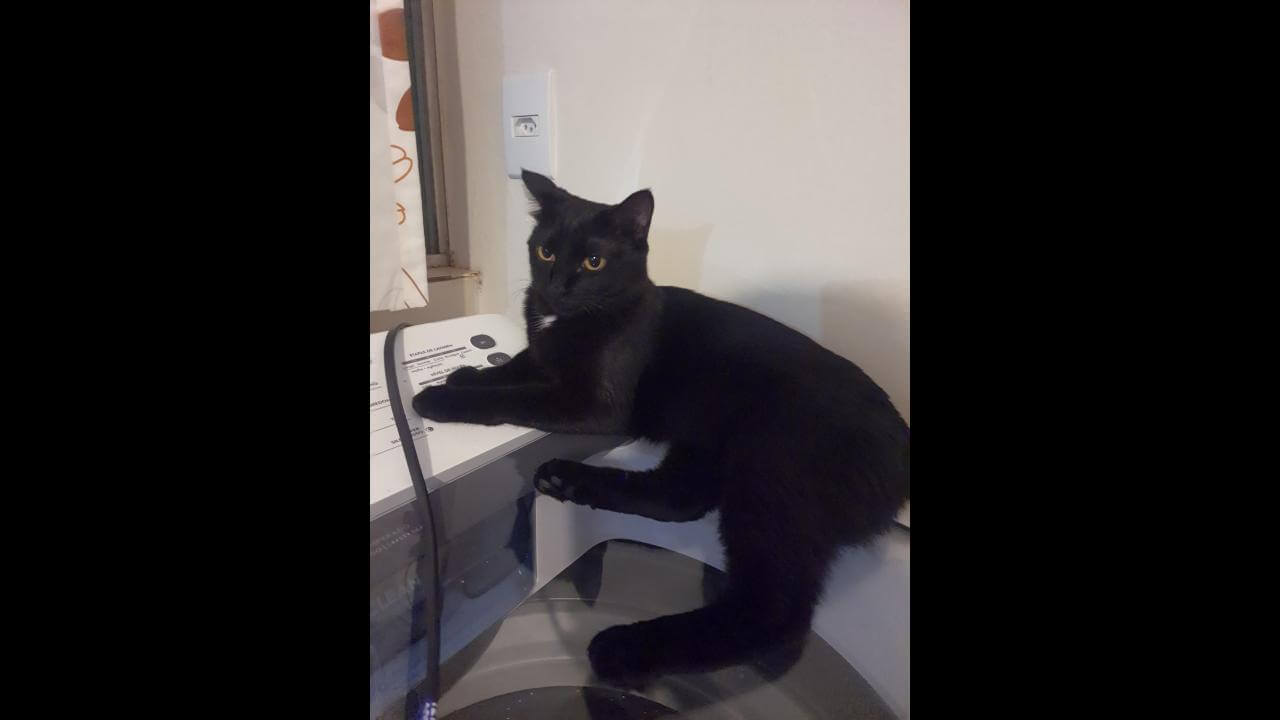 Gata Merida desapareceu no bairro Maria Luiza