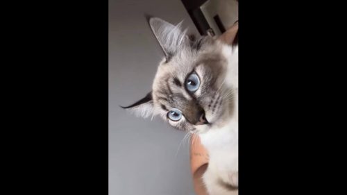 Gata desapareceu no bairro Esmeralda Gata desapareceu no bairro Esmeralda