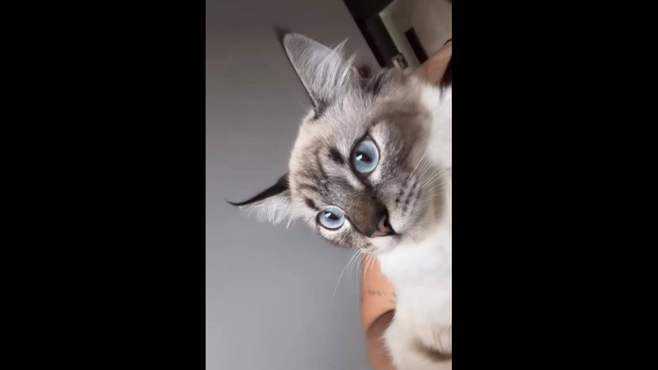 Gata desapareceu no bairro Esmeralda