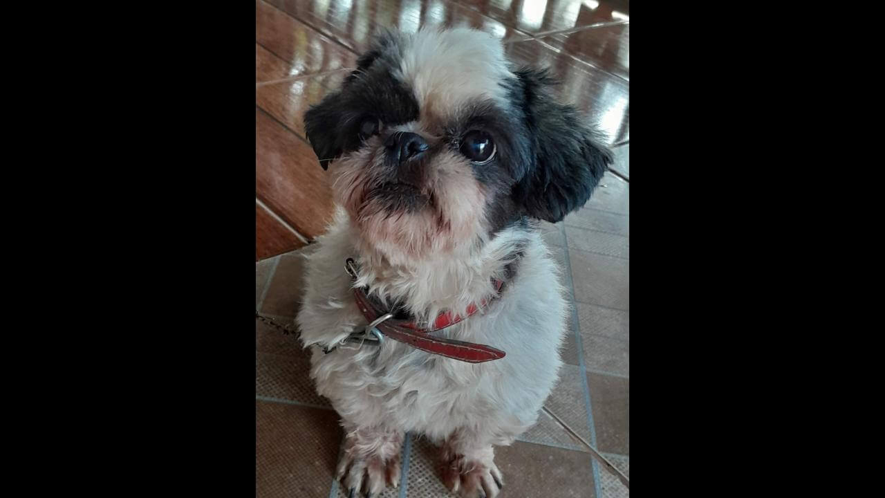 Cachorro Totó desapareceu no bairro Tarumã