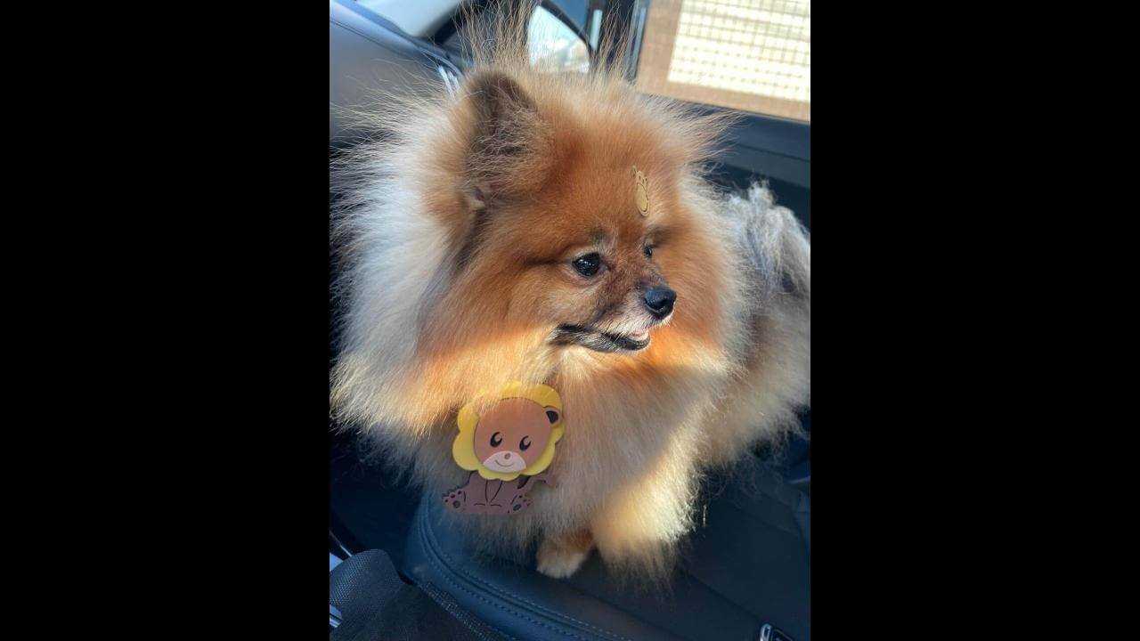 Cachorro Greg desapareceu no bairro Ciro Nardi