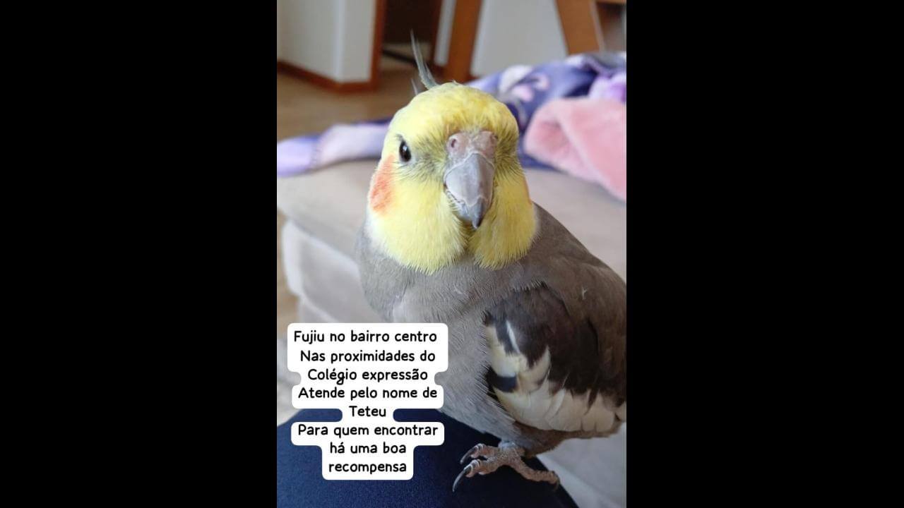 Calopsita TETEU desapareceu no bairro Centro