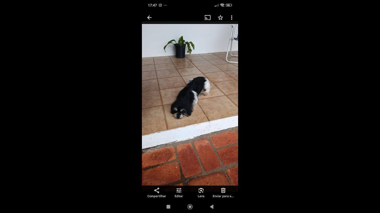 Cachorra Filó desapareceu no bairro Cancelli