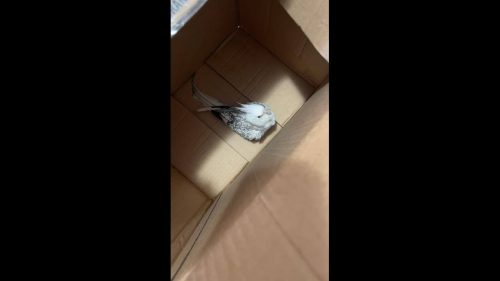 Calopsita é encontrado no bairro Canadá Calopsita é encontrado no bairro Canadá