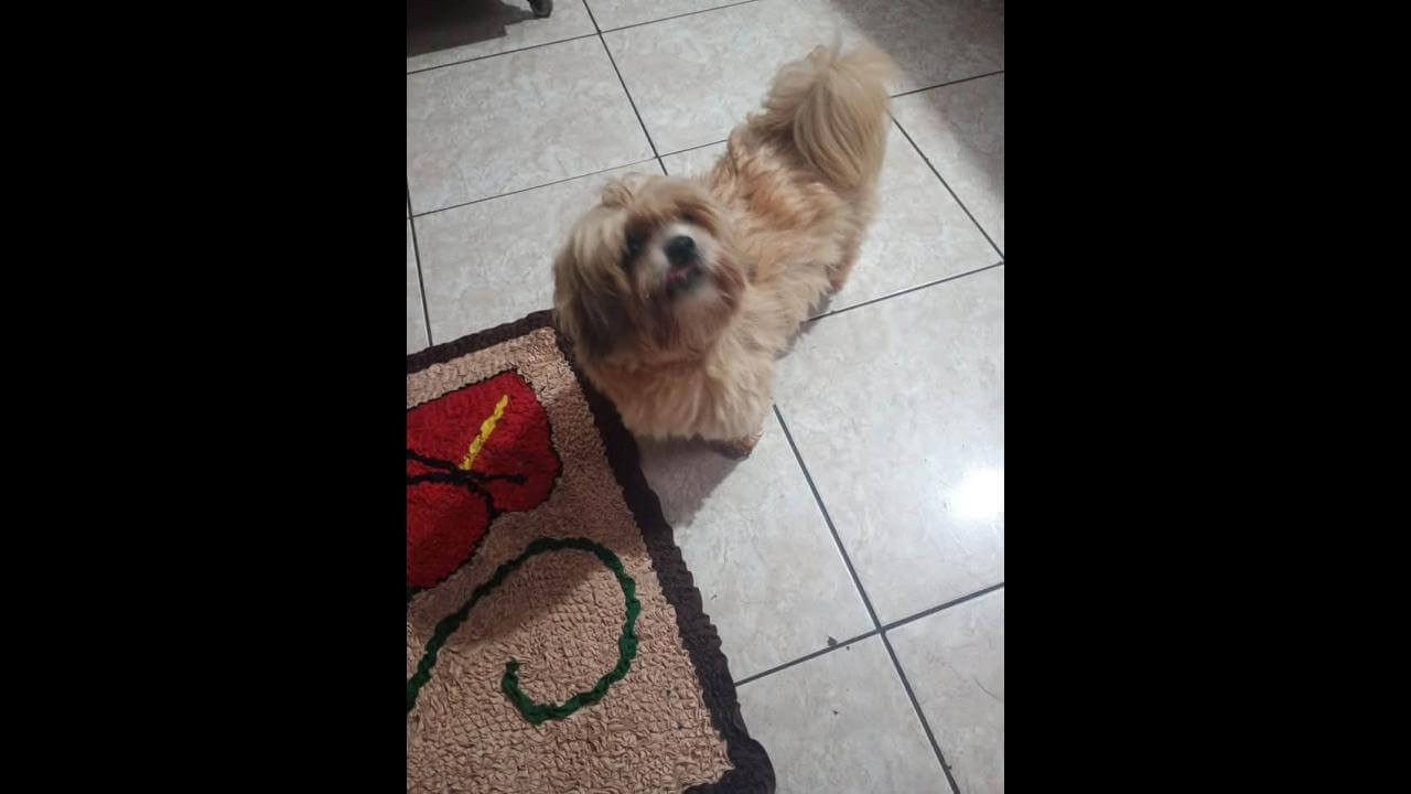 Cachorro é encontrado no bairro Maria Luiza