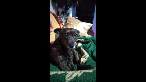Cachorro Chacal desapareceu no bairro Brasmadeira Cachorro Chacal desapareceu no bairro Brasmadeira