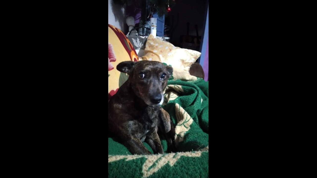 Cachorro Chacal desapareceu no bairro Brasmadeira