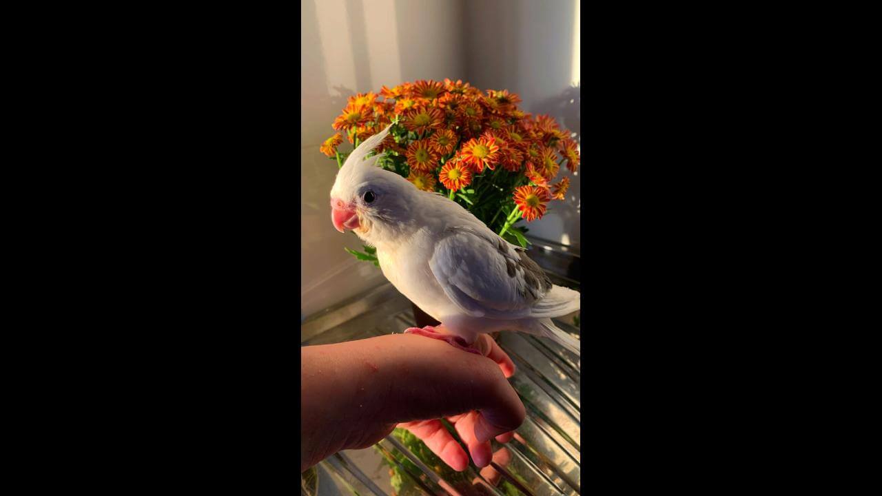 Calopsita Lua desapareceu no bairro Coqueiral