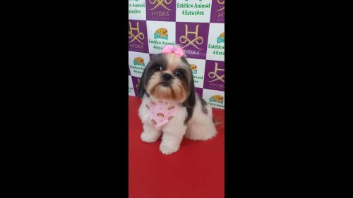 Cachorra Sophia desapareceu no bairro São Cristóvão Cachorra Sophia desapareceu no bairro São Cristóvão