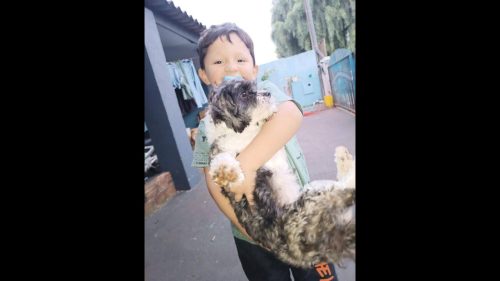 Cachorra Luna desapareceu no bairro Interlagos Cachorra Luna desapareceu no bairro Interlagos