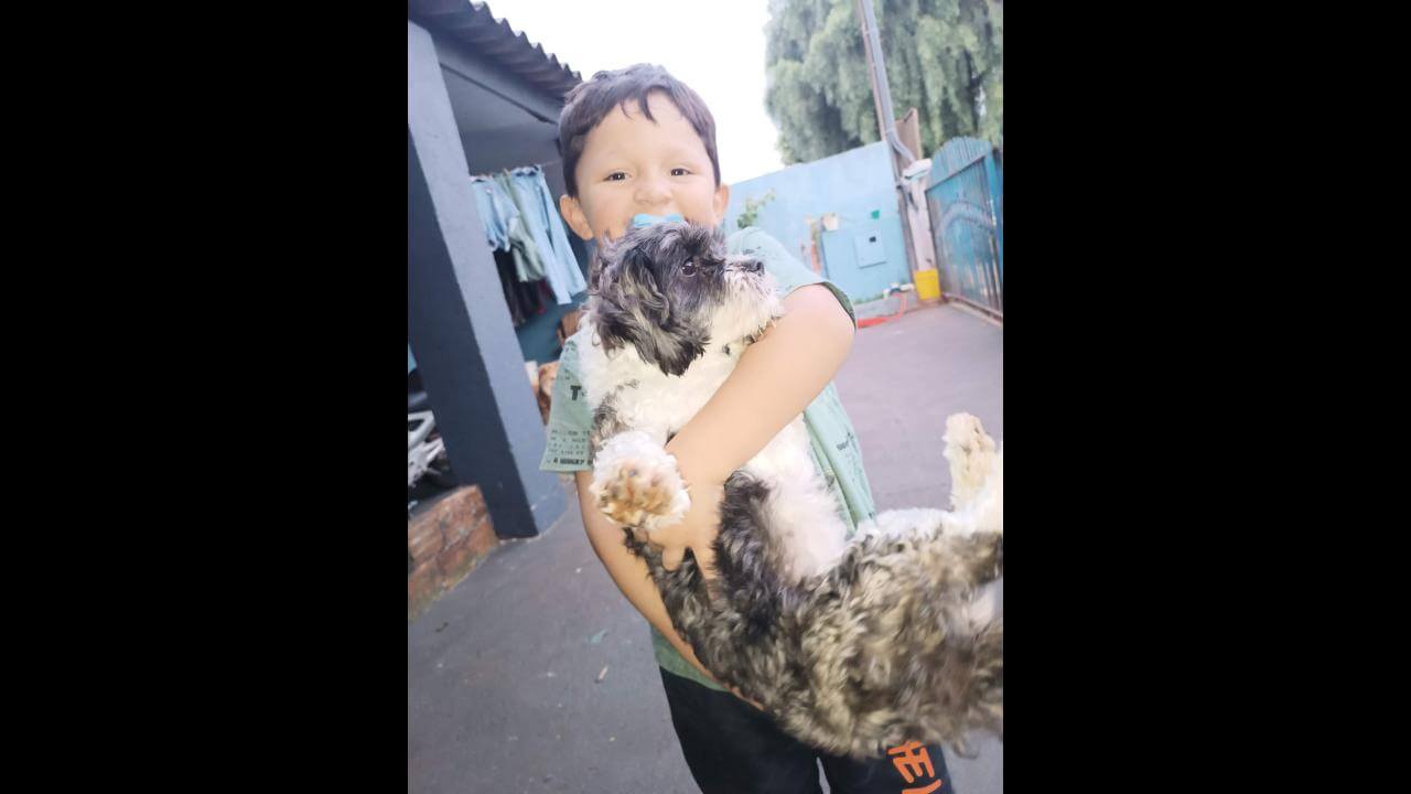 Cachorra Luna desapareceu no bairro Interlagos