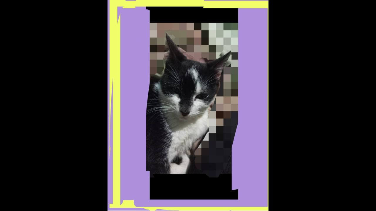 Gata Miúda desapareceu no bairro Brasmadeira