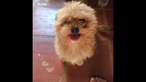 Cachorro Scooby desapareceu no bairro Nova Cidade Cachorro Scooby desapareceu no bairro Nova Cidade