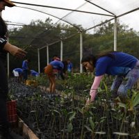Imagem referente a Parceria entre pesquisadores e comunidades protege mangues na Amazônia