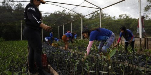 Parceria entre pesquisadores e comunidades protege mangues na Amazônia Imagem referente a Parceria entre pesquisadores e comunidades protege mangues na Amazônia