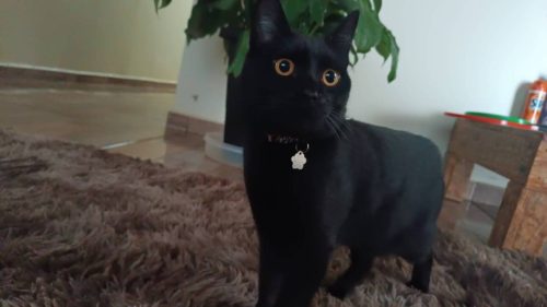 Gato é encontrado no bairro Presidente Gato é encontrado no bairro Presidente