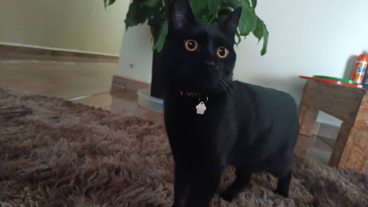 Gato é encontrado no bairro Presidente