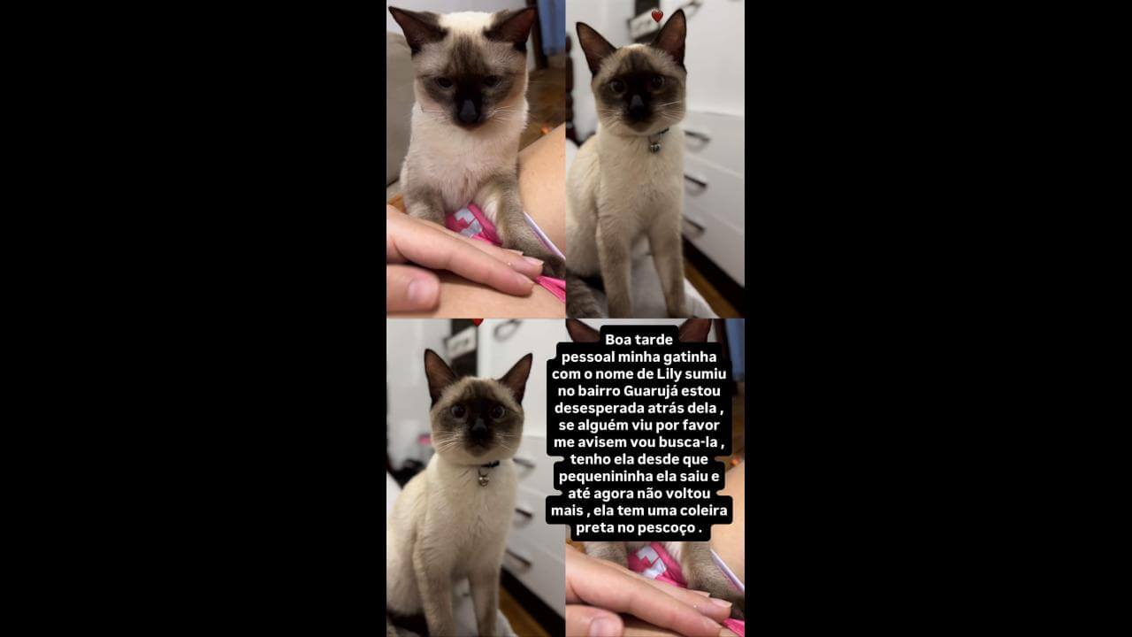 Gata desapareceu no bairro Guarujá