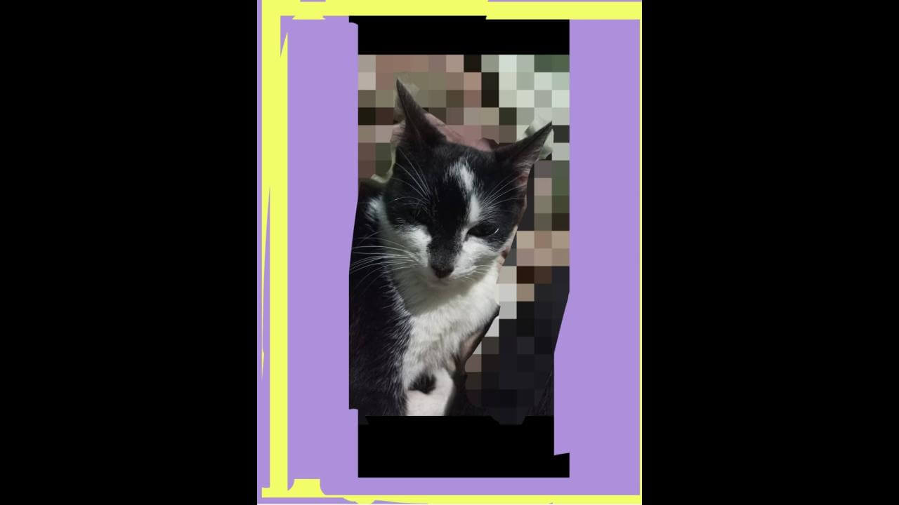 Gata Miúda desapareceu no bairro Brasmadeira