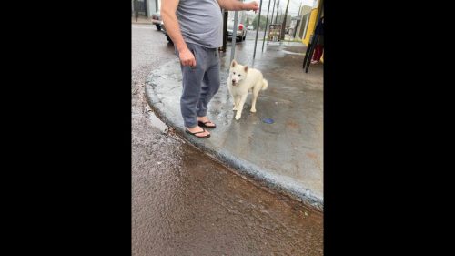 Cachorro é encontrado no bairro Jardim União Cachorro é encontrado no bairro Jardim União