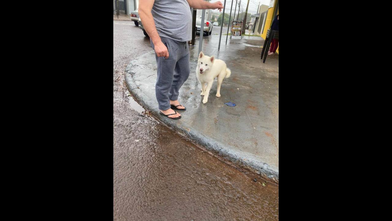 Cachorro é encontrado no bairro Jardim União Cachorro é encontrado no bairro Jardim União