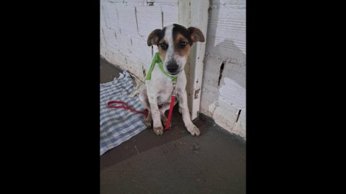 Cachorro é encontrado no bairro Parque São Paulo Cachorro é encontrado no bairro Parque São Paulo