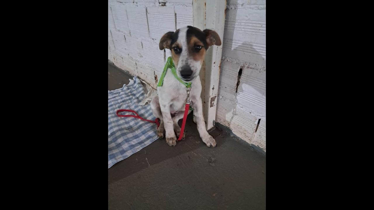 Cachorro é encontrado no bairro Parque São Paulo