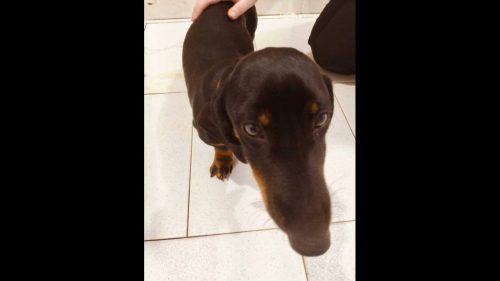 Cachorro Pitico desapareceu no bairro Centro Cachorro Pitico desapareceu no bairro Centro