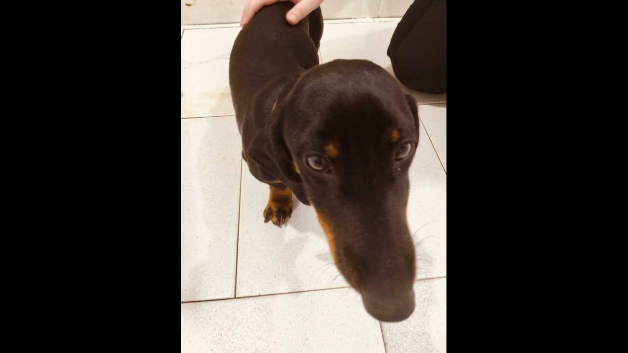 Cachorro Pitico desapareceu no bairro Centro Cachorro Pitico desapareceu no bairro Centro