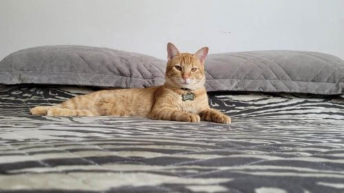 Gato Caio desapareceu no bairro Neva Gato Caio desapareceu no bairro Neva