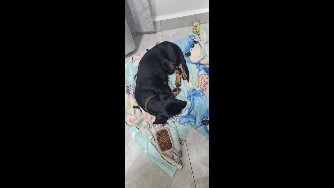 Cachorro é encontrado no bairro Centro