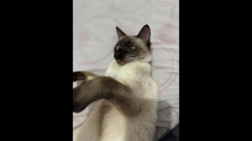 Gata é encontrada no bairro Guarujá Gata é encontrada no bairro Guarujá